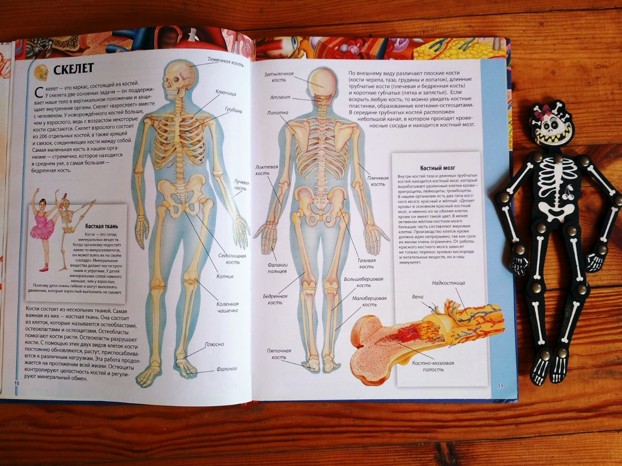 Анатомия в школе в каком классе. Изучение анатомии человека. Анатомия человека учить. Изучение анатомии человека с нуля. Что изучает анатомия.